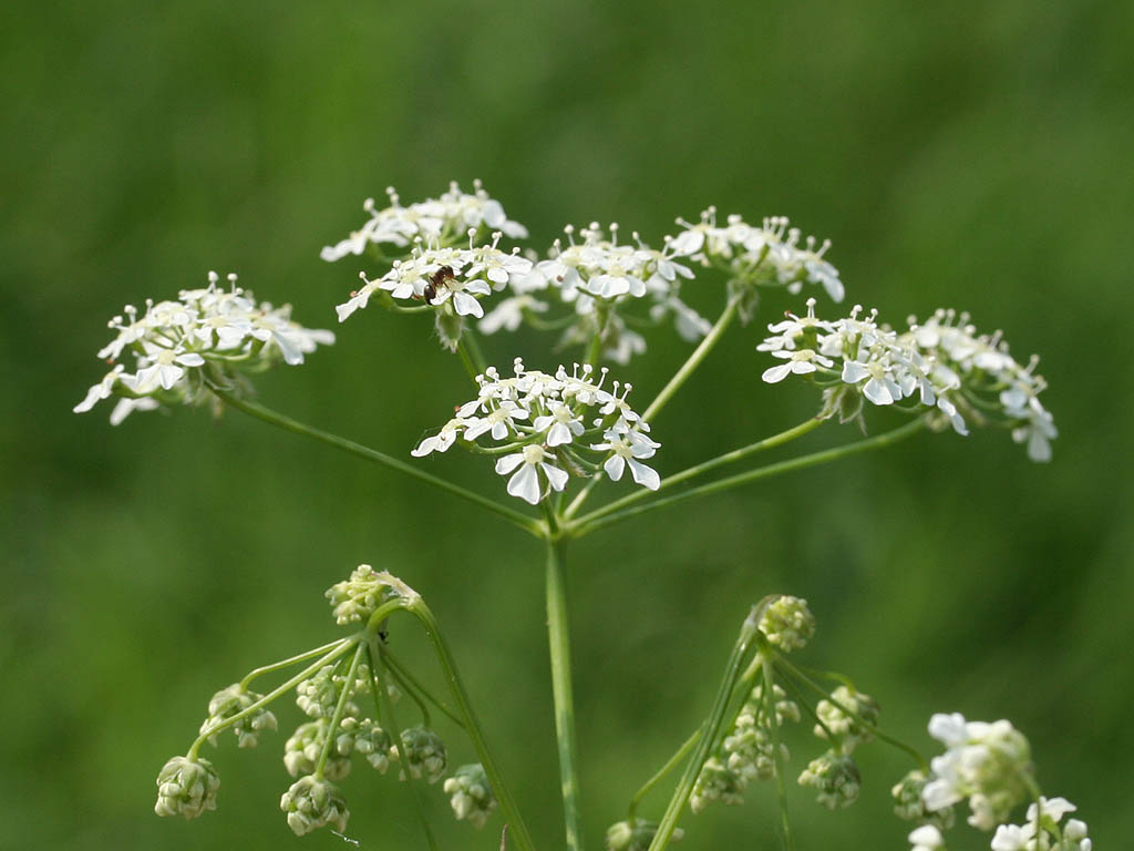 Fluitenkruid